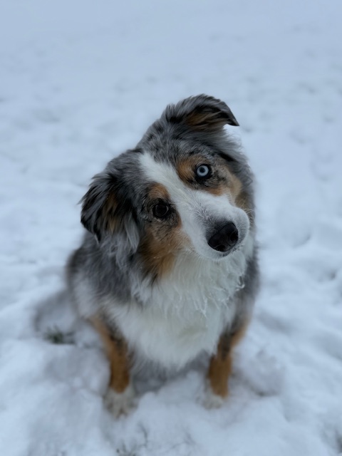  'Nyla' Blue Merle Aussie in the snow 